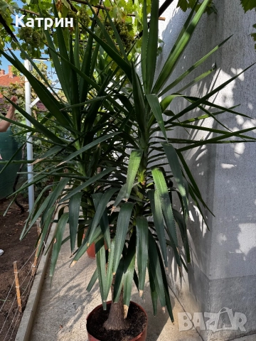 Палма Юка, снимка 3 - Градински цветя и растения - 51643234
