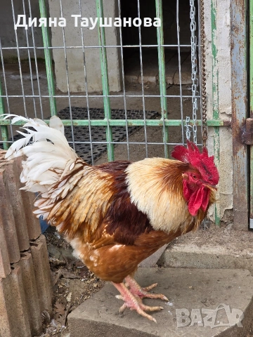 Петлета Джилинг , снимка 4 - Кокошки и пуйки - 53930222