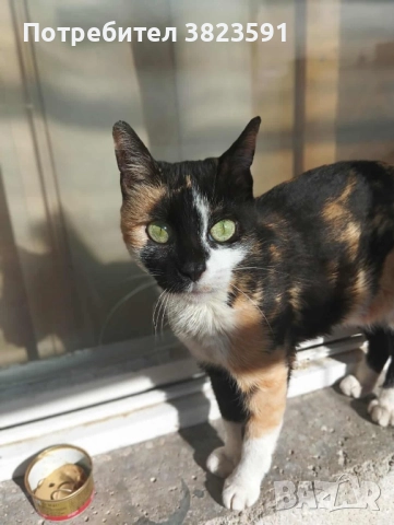 Търсим дом на женско котенце с направени ваксини, паспорт и изследвания, снимка 8 - Други - 52398990