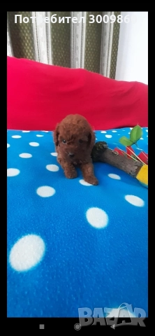 Той пудел , снимка 5 - Пудели - 52921627