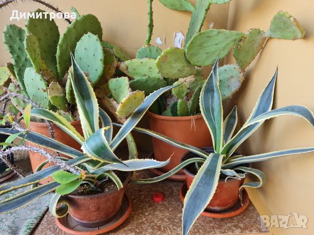 кактуси агаве алое, снимка 1 - Градински цветя и растения - 45083757