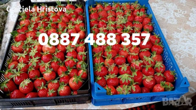 Продавам качествен разсад ягоди , снимка 8 - Градински цветя и растения - 53629947