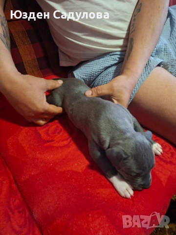 Питбул бебета, снимка 11 - Питбул - 54087165