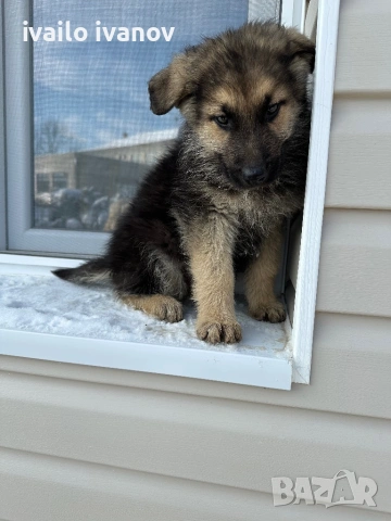Източно европейска овчарка, снимка 8 - Немска овчарка - 53132059