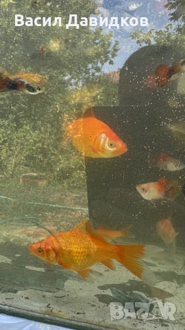 Рибки за аквариум живородни , снимка 6 - Рибки - 51151476