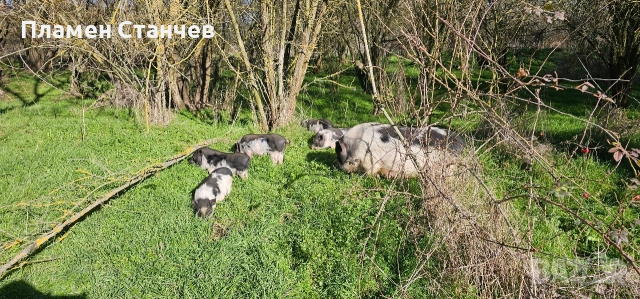 виетнамски прасенца прасета, снимка 2 - Плюшени играчки - 52948683