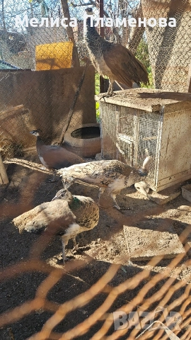 Продавам Пауни на 7 месеца , снимка 1 - други­ - 52935015