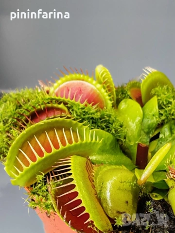Уникален подарък за 8 март – хищни растения, които впечатляват!, снимка 2 - Градински цветя и растения - 53629961