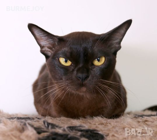 Породисти Бурмански котета от родители шампиони, снимка 8 - Други - 46282031