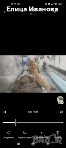 Леопардов гекон+ терариум/ оборудване , снимка 2 - Гекон - 54147826