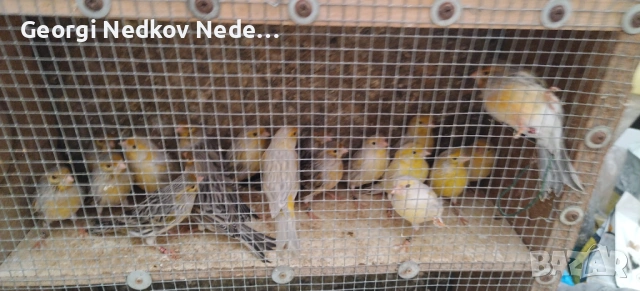 Продавам канари , снимка 8 - Канари - 53072331