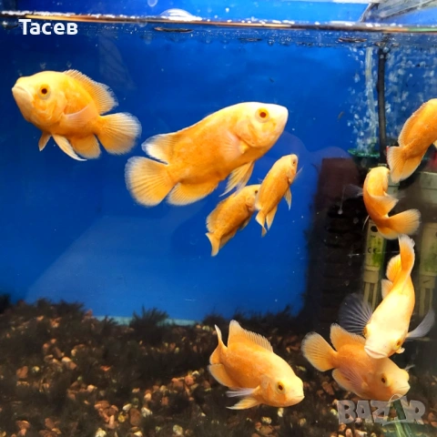 Ред чили оскар 7-8см