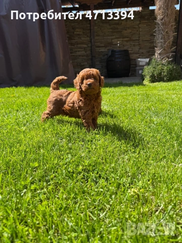 Момченце пудел/ male red poodle, снимка 4 - Пудели - 54227541