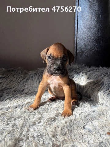 Малки кученца- Боксер, снимка 3 - Боксер - 53726288