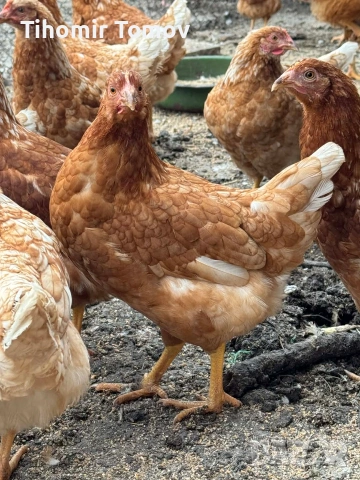 продавам ярки ломан браун , снимка 2 - Кокошки и пуйки - 53878189