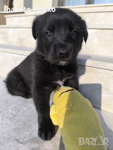 Малки сладури (кученца), снимка 5 - Други - 53710849