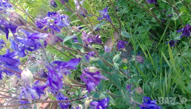 камбанки, снимка 4 - Разсади - 49673367