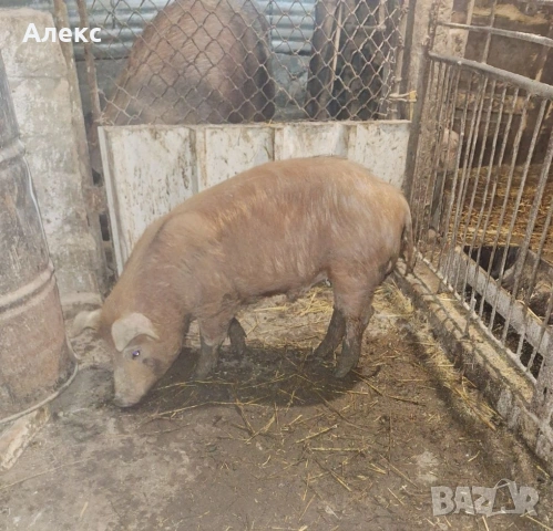 2 нерезчета по 60 кг, снимка 3 - Прасета - 53478332