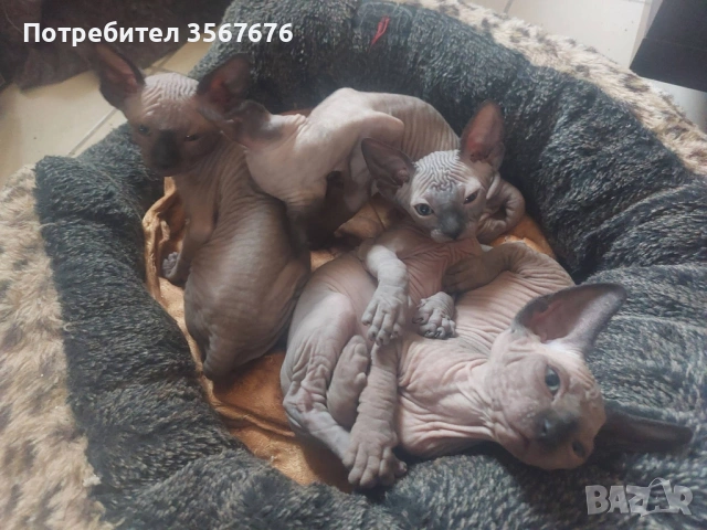 Канадски Сфинкс , снимка 9 - Сфинксове - 54061864