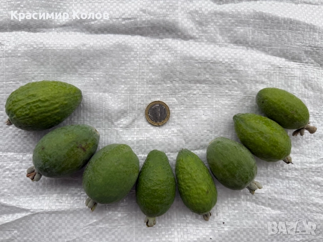 Ананасова Гуава, Фейхоа, Feijoa, йодно дърво, 8 различни сортa, плодове, семена и растения, снимка 18 - Градински цветя и растения - 27183163