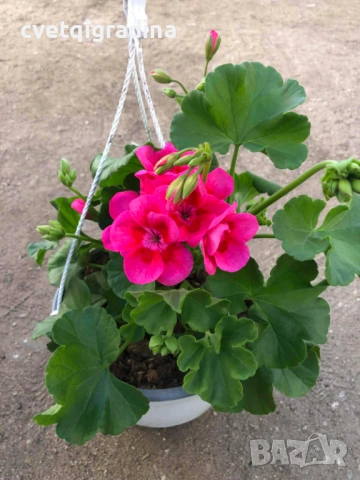 Калиопе моловка във висяща кошница, снимка 3 - Градински цветя и растения - 53936469