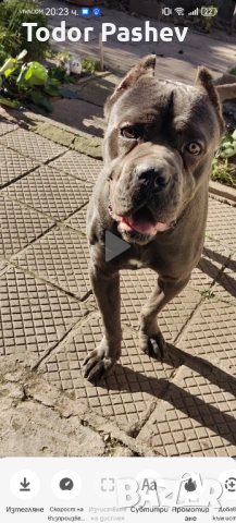 Кане корсо , снимка 6 - Кане корсо - 53057547