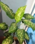Продавам саксия с декоративно растение Дифенбахия., снимка 5