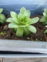 Седуми и сукуленти, снимка 3