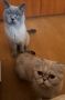 Шотландски/британски клепоухи/правоухи котета, снимка 8