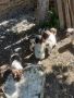 Кученца италиански лагото ромаьоло,две женски и две мъжки., снимка 12