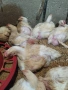 бройлери и петлета за угояване, снимка 1