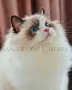 Ragdoll расови котенца с родословие ,Регдол ,Рагдол, снимка 10