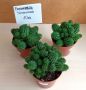 Euphorbia susannae, снимка 1 - Стайни растения - 45076469