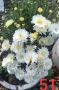 Хризантеми разсад 3,50 лв брой цвят на късмет от показаните , снимка 2