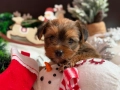 Мини Голдън йорки , снимка 1