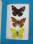 Пеперуди. Препарирани. Рамка. Естествени. Ръчно изработени , снимка 1