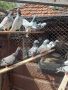 Продавам пакистански гълъби, снимка 5