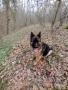 Немски овчарки , снимка 13