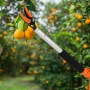 Ножица за клони и бране на плодове 100 см – прецизно рязане без стълба, снимка 5