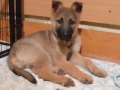 Немска овчарка женска , снимка 1
