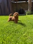 Момченце пудел/ male red poodle, снимка 4