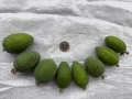 Ананасова Гуава, Фейхоа, Feijoa, йодно дърво, 8 различни сортa, плодове, семена и растения, снимка 18