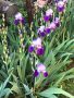 Лилав ирис , снимка 1 - Градински цветя и растения - 45524943