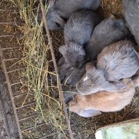 Продавам зайци   порода френски кочовати в село кошмар тервелско  , снимка 8 - Други - 41341211