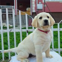 Labrador retriever puppies - Astorela kennel, снимка 4 - Лабрадор ретривър - 45256494