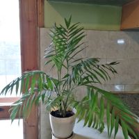 Палма "Хамедорея елеганс" , снимка 3 - Стайни растения - 45154452