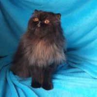Подарявам персийска котка, снимка 1 - Персийска - 44952553