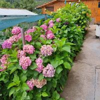 Хортензия ,бяла и розова , снимка 8 - Градински цветя и растения - 45320991