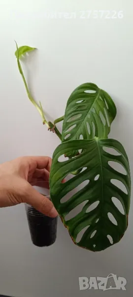 Monstera adansonii , снимка 1