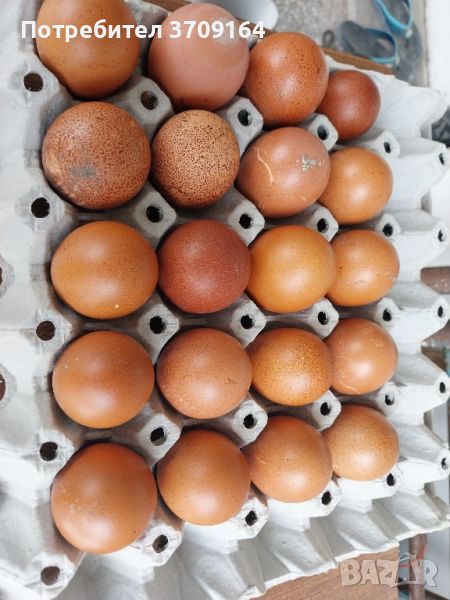 Яйца от Маран, снимка 1